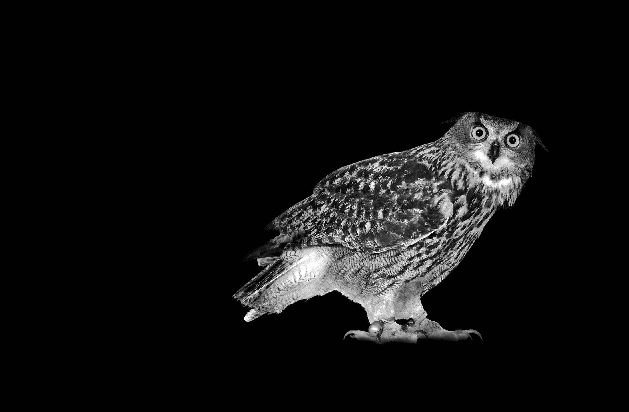 affiche de la saison